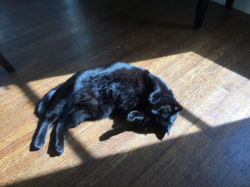 Lazy cat